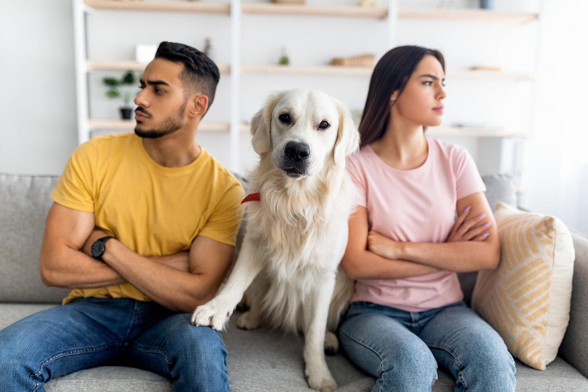 Hund Scheidung Trennungsschmerz.jpg