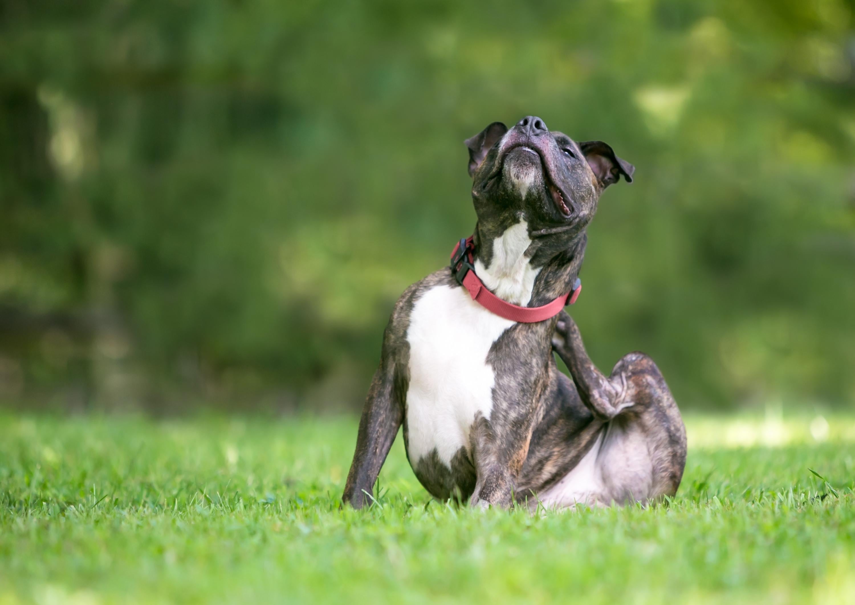Bachbloesemmix-allergie-hond.jpeg