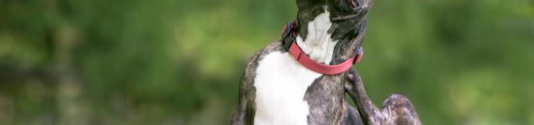 Allergie bij honden: de symptomen