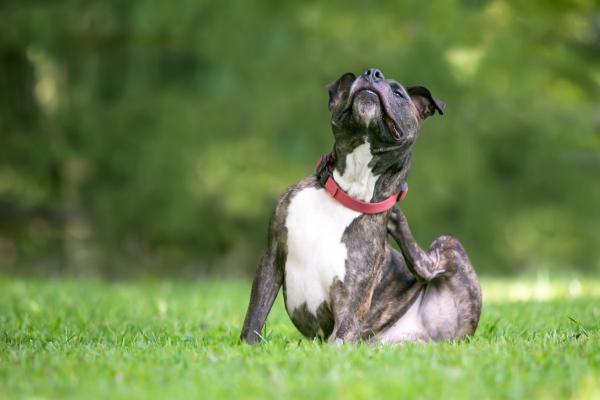 Allergie bij honden: de symptomen