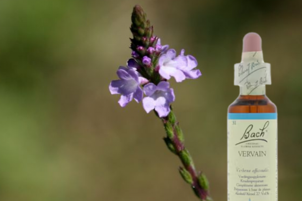 Bach Bloesemremedie Vervain IJzerhard