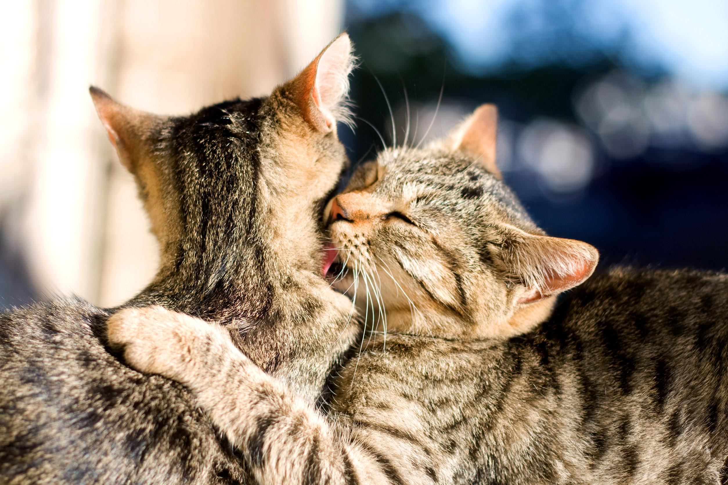 Katten laten wennen aan elkaar Bachbloesem helpt.jpg