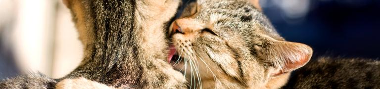 Bach Bloesem Mix Katten wennen aan elkaar