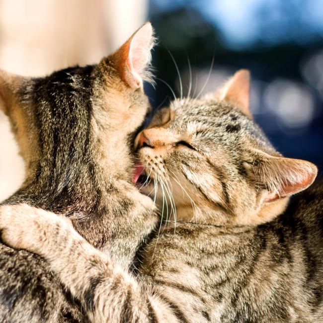 Bach Bloesem Mix Katten wennen aan elkaar