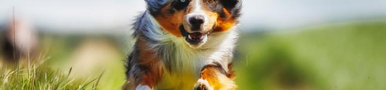 Reizempfindlicher Hund? So hilfst du ihm zur Ruhe zu kommen