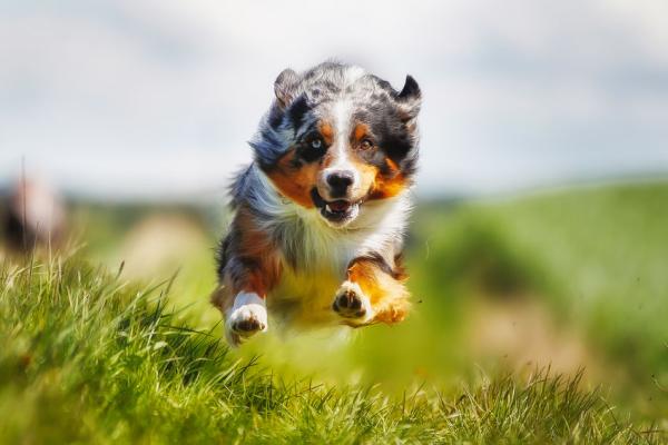 Reizempfindlicher Hund? So hilfst du ihm zur Ruhe zu kommen
