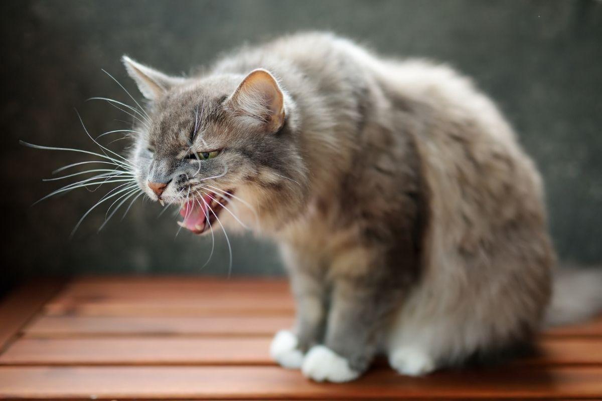 agressieve%20kat%20-%20territoriale%20agressie%20kat.jpg