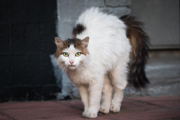Stress bei Katzen: 10 mögliche Ursachen und Lösungen