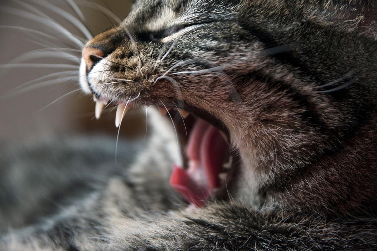 Katze übergibt sich 1200.jpg