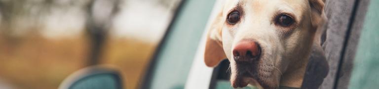 Bach Bloesem Mix Wagenziek hond