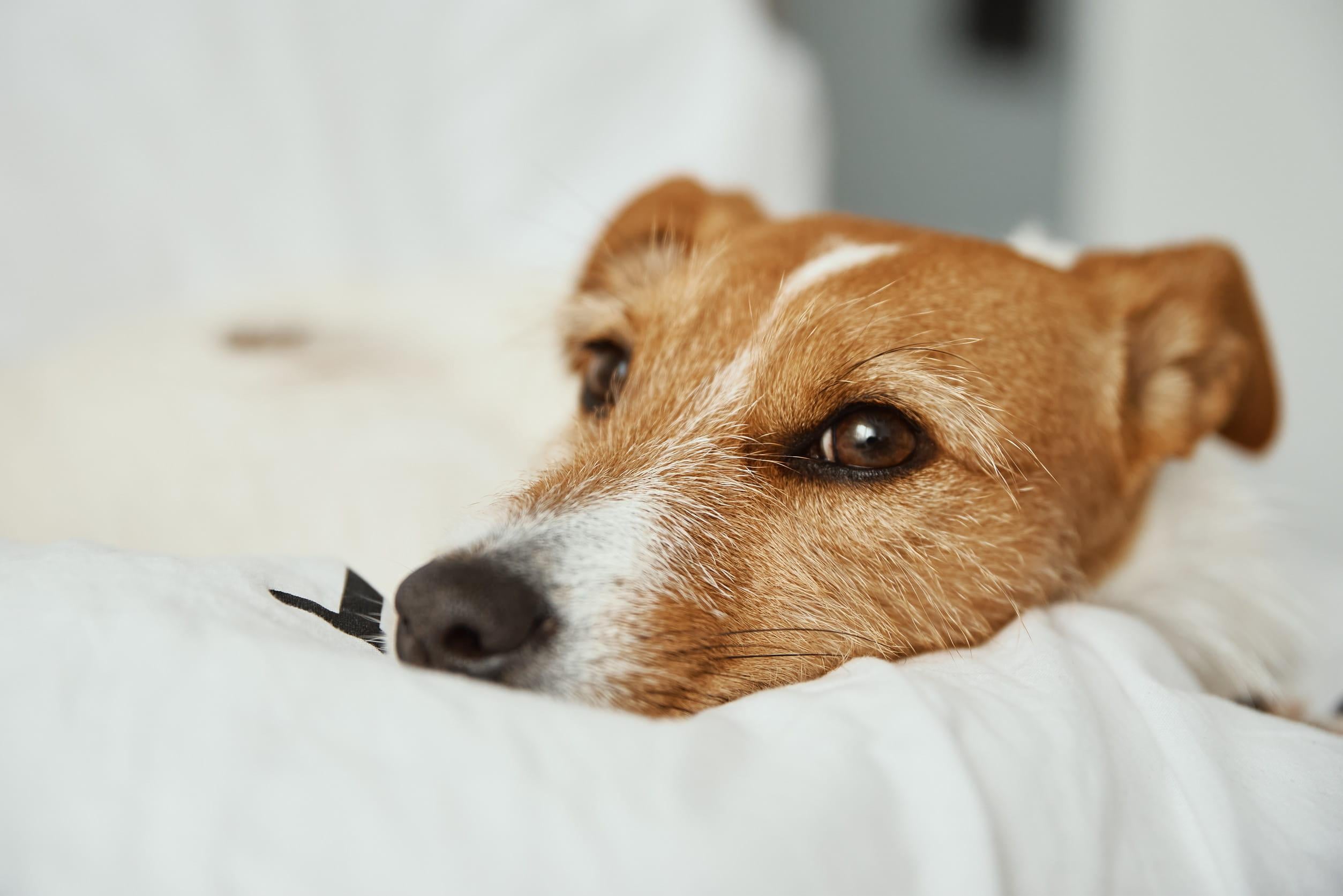 Pup bijt niet meer in stoelen of bank