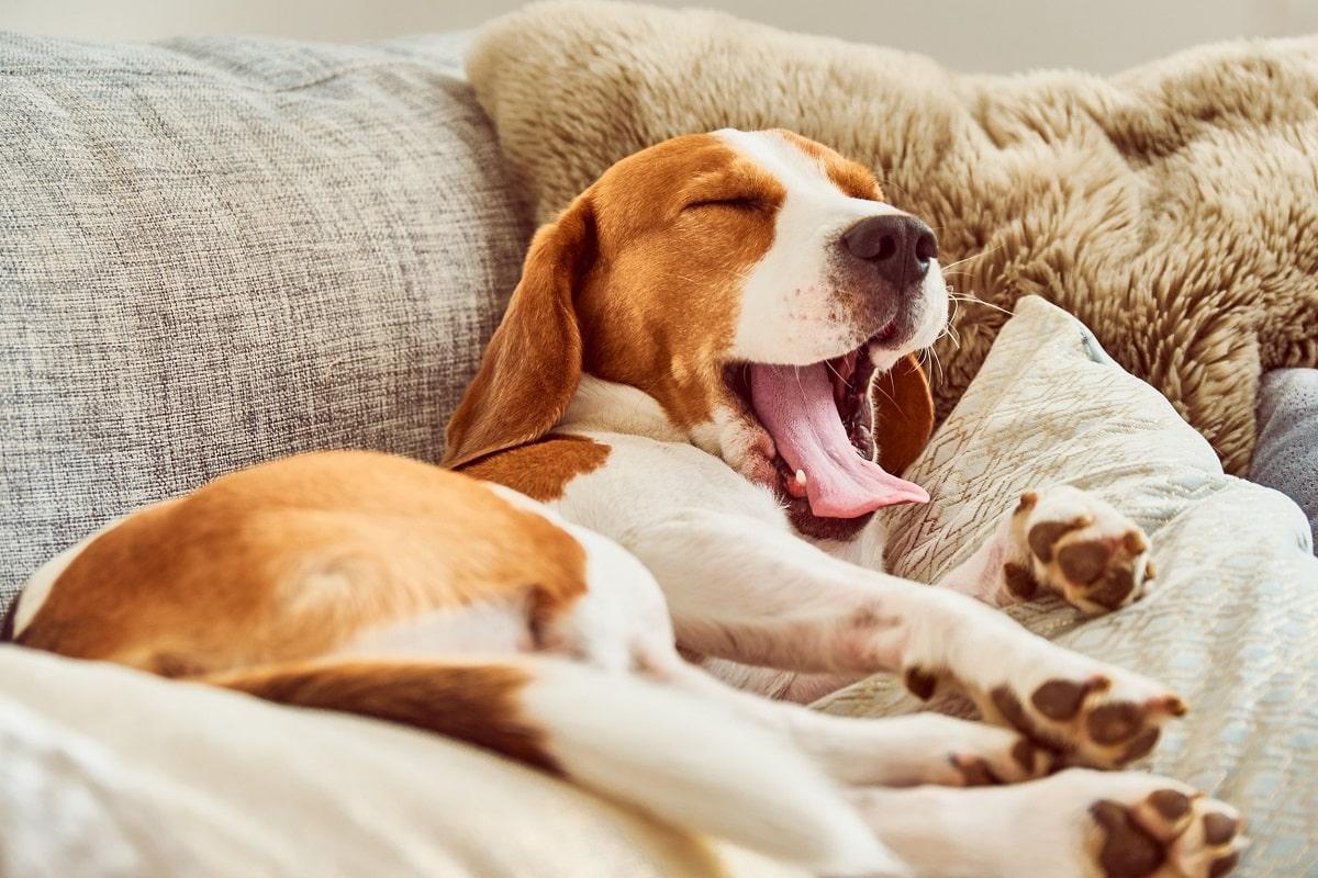Hund schläft viel.jpg