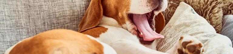 Warum schläft mein Hund so viel? Wissenswertes zum Hundeschlaf