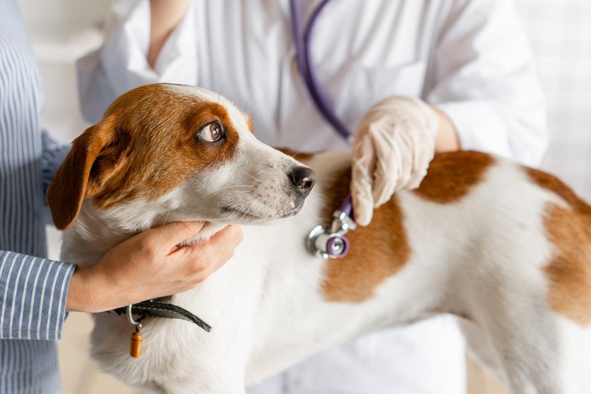 Hundekrankheiten erkennen und behandeln L.jpg