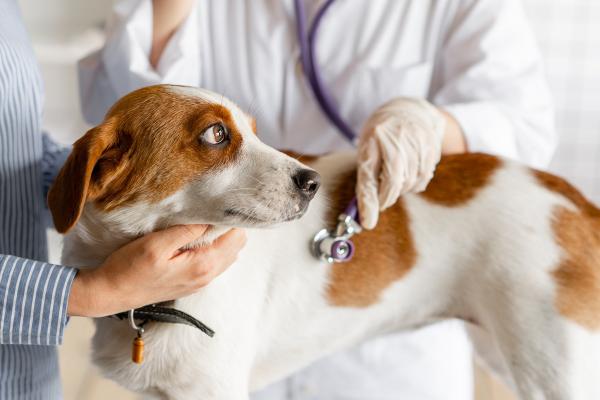 10 häufige Hundekrankheiten: Wie Sie Hundekrankheiten erkennen und richtig handeln