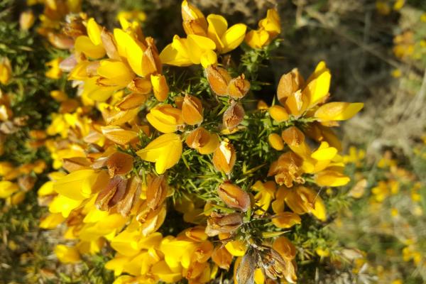 Bachbloesem Gorse - Gaspeldoorn