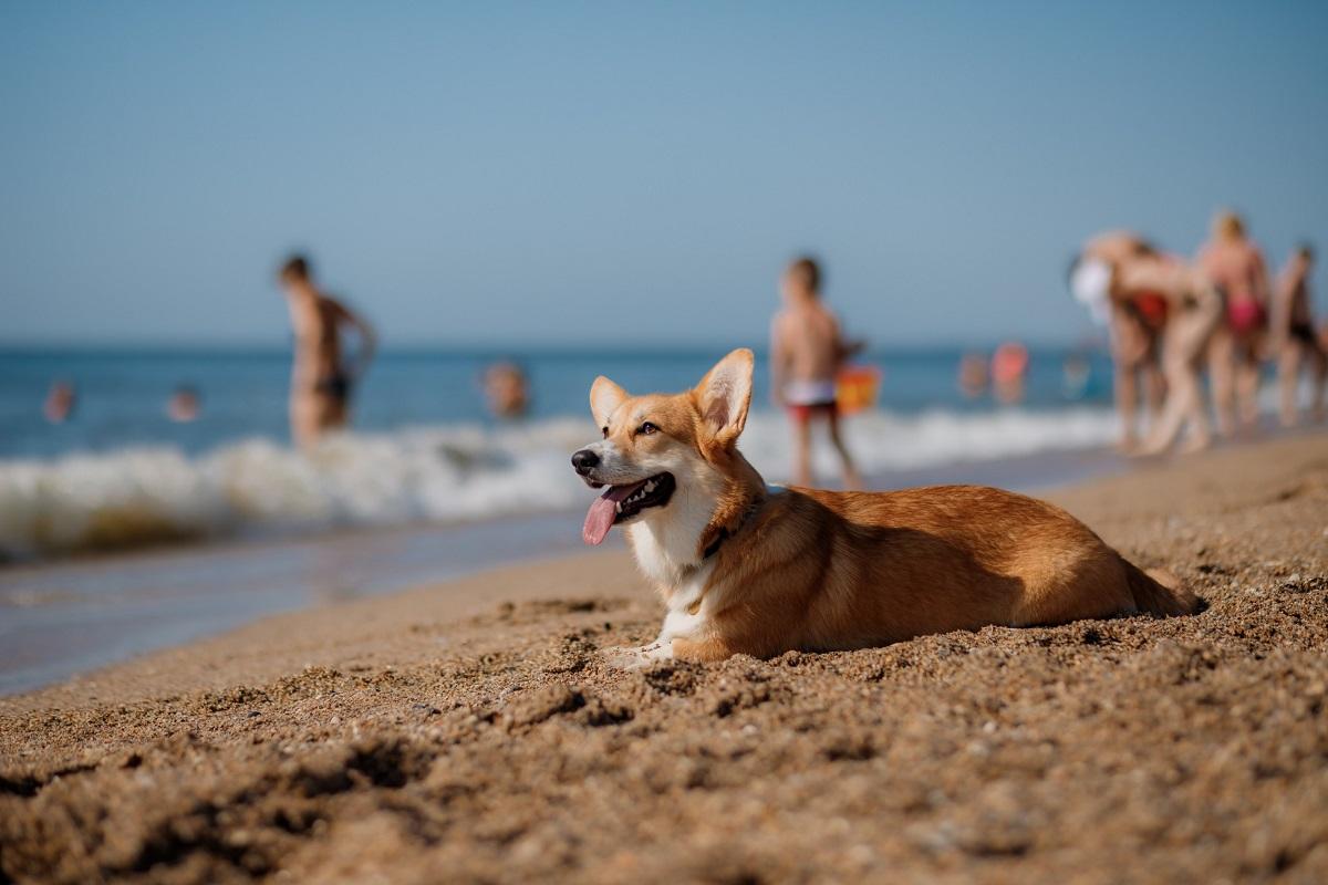Hund Sommer Hitze.jpg